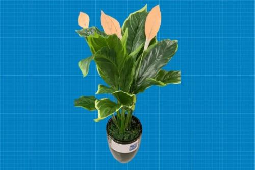 این گیاه مصنوعی از باد و باران انرژی تولید می کند