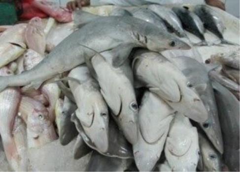 كاهش ذخایر كوسه ماهیان خلیج فارس و دریای عمان