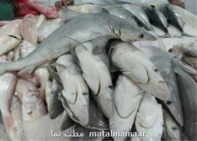كاهش ذخایر كوسه ماهیان خلیج فارس و دریای عمان