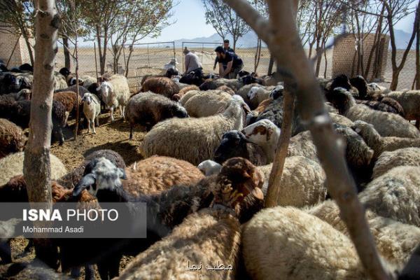 بررسی تغییرات ژنومیكی و ساختار جمعیتی گوسفندان ایران