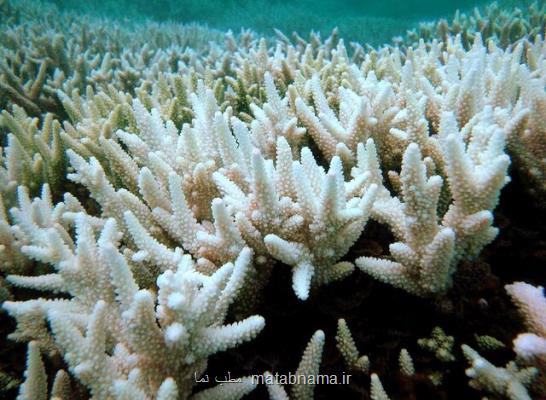 مرجان های خلیج چابهار درحال نابودی