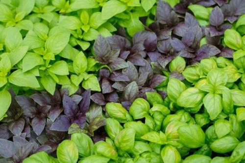 تأثیر یک کپسول گیاهی در رفع اختلالات خواب زنان یائسه