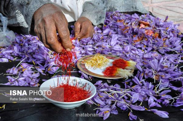 پرچم و کلاله زعفران منبع غنی از آنتی اکسیدان