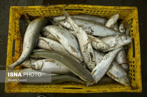 کدام روش پخت سبب کاهش فلزات سنگین در ماهی های دریای خزر می شود؟