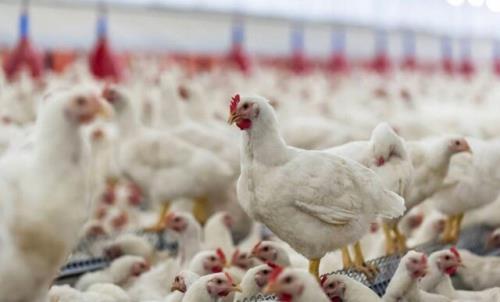 در پرورش مرغ ها از هورمون استفاده می شود؟
