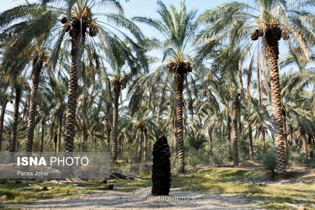 ساخت کامپوزیت دوستدار محیط زیست از بقایای نخل