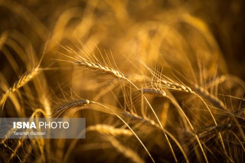 تایید تناوب های مفید زراعی برای گندم با تصاویر ماهواره ای