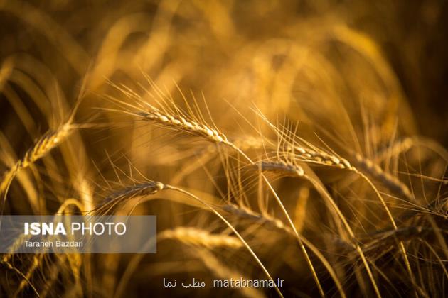 تایید تناوب های مفید زراعی برای گندم با تصاویر ماهواره ای