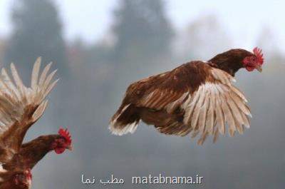 گزارش نخستین مورد انتقال آنفلوآنزای مرغی به انسان در روسیه